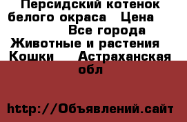 Персидский котенок белого окраса › Цена ­ 35 000 - Все города Животные и растения » Кошки   . Астраханская обл.